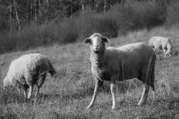 Renkli gündoğumunda ya da günbatımında sürüdeki otları yiyen koyunlar. Slovakya - Fotoğraf, Görsel