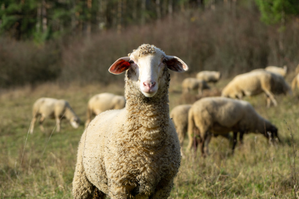 Moutons sur la prairie mangeant de l'herbe dans le troupeau pendant le lever ou le coucher du soleil coloré. Slovaquie - Photo, image