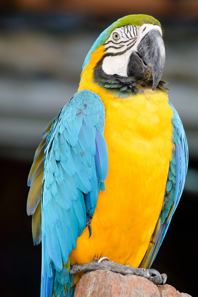 Blue yellow parrot macaw - Fotó, kép