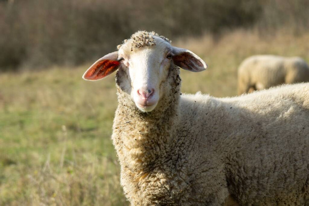Owce na łące jedzące trawę w stadzie podczas kolorowego wschodu lub zachodu słońca. Słowacja - Zdjęcie, obraz
