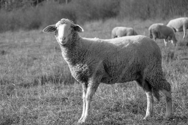 カラフルな日の出や日没の間に群れの草を食べる牧草地に羊。スロバキア - 写真・画像