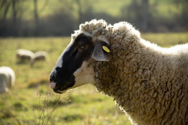 Owce na łące jedzące trawę w stadzie podczas kolorowego wschodu lub zachodu słońca. Słowacja - Zdjęcie, obraz