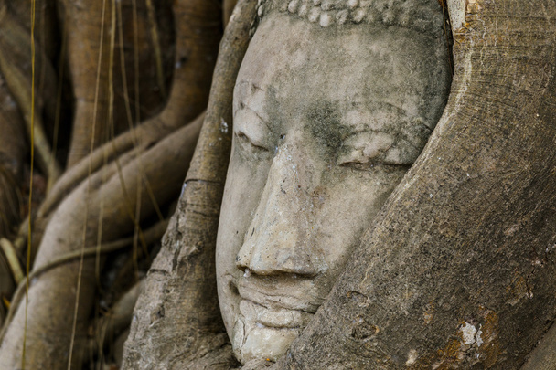 Buddha pään patsas vanhassa puussa
 - Valokuva, kuva