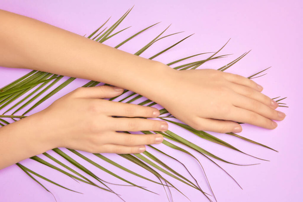 Les mains des femmes avec un gerbera rose vif fleurissent sur un fond violet. Produit ou soin de la peau, cosmétiques naturels pour pétales, soin des mains anti-rides
 - Photo, image