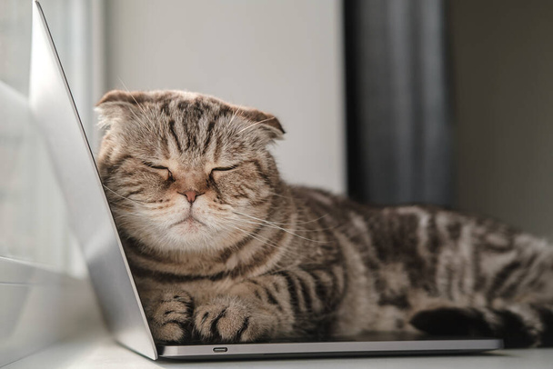 Kedi ultrabook 'a uzandı ve uyuyormuş gibi yaptı. Sıkıldı ve sahibinin bilgisayarla çalışmasını engellemeye karar verdi.. - Fotoğraf, Görsel