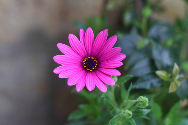 Bei fiori che fioriscono nel giardino, Bodrum Turchia - Foto, immagini