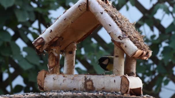Gran teta, gorrión comer semillas en el jardín, enfoque suave, de cerca. El video muestra un comedero de aves hecho de madera. De vez en cuando un pajarito le echa encima y toma comida.
. - Metraje, vídeo