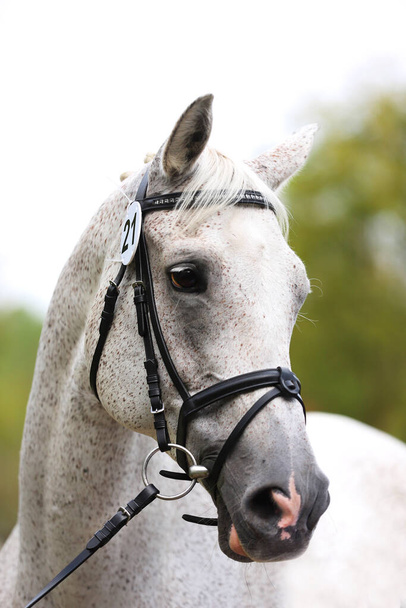 Gezicht van een volbloed grijs paard. Portret van een mooie grijze merrie. Een schot in het hoofd van één paard. Grijs paard close-up portret met gevlochten manen op foktest zomer tiime - Foto, afbeelding