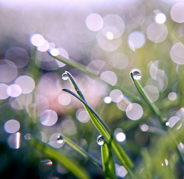 Sade putoaa tuoreelle ruoholle keväällä, hieno bokeh, makrovalokuvaluonto
 - Valokuva, kuva