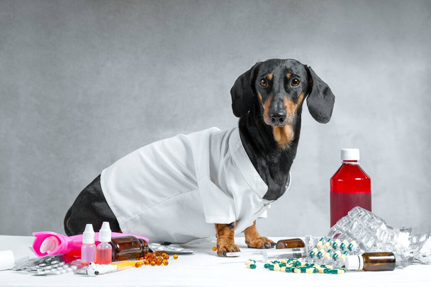 Portrait of a cute young small dog dachshund, black and tan, in the clothes of a doctor or pharmacy sitting on the table against the background of various pills, medications on a gray background - Valokuva, kuva