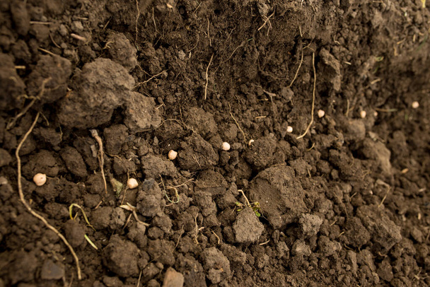 Difficulty sowing clayey soils. Processing and sowing in the spring - Photo, Image