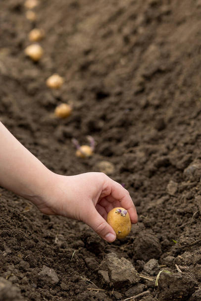 Hand of a young girl plants potatoes with sprouts in a row - Photo, Image