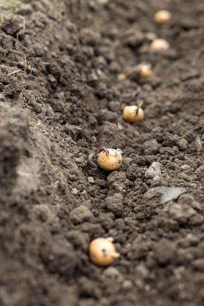 Worms é assistente de um agricultor. Batata com brotos na terra plantada em uma fileira
. - Foto, Imagem