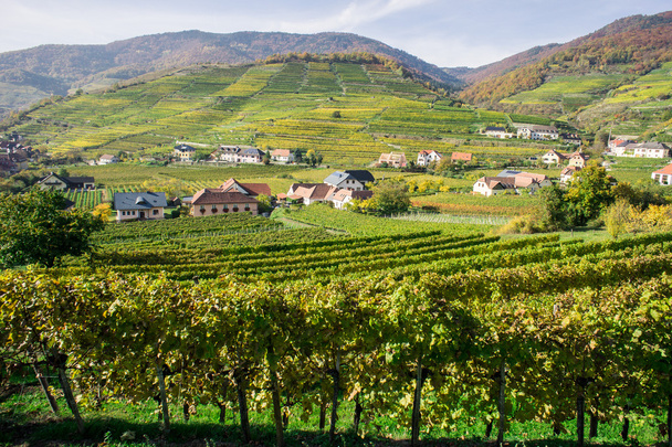 Collines de la Vigne en Basse Autriche
 - Photo, image