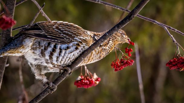 Beautiful ruffed grouse (Bonasa umbellus) perched on branches and eating red berries. - Photo, Image