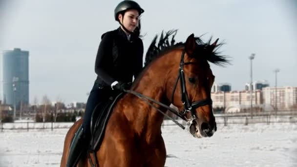 Paardrijden - vrouw renner galopperen op een paard in een cirkel - Video