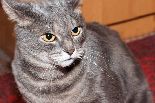 純血種のグレーのタビー猫がキャビネットの近くに座っています - 写真・画像