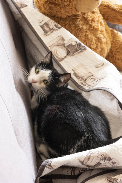 Gato blanco y negro con ojos verdes jugando en un sofe gris con una cobija resguardndose del frio - 写真・画像