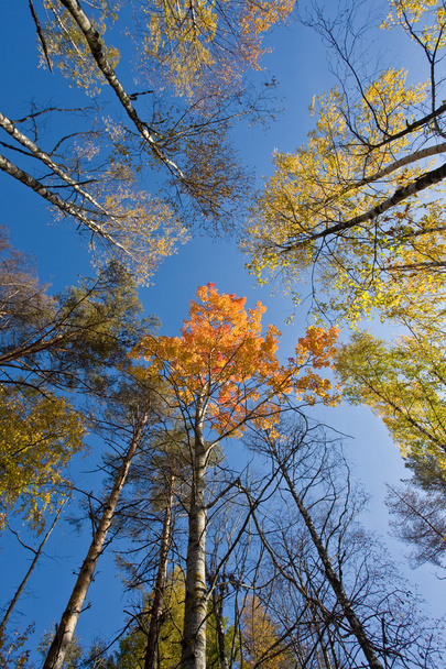 Autumn forest - Photo, image