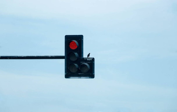 Bird sitting on Red traffic lights - Φωτογραφία, εικόνα