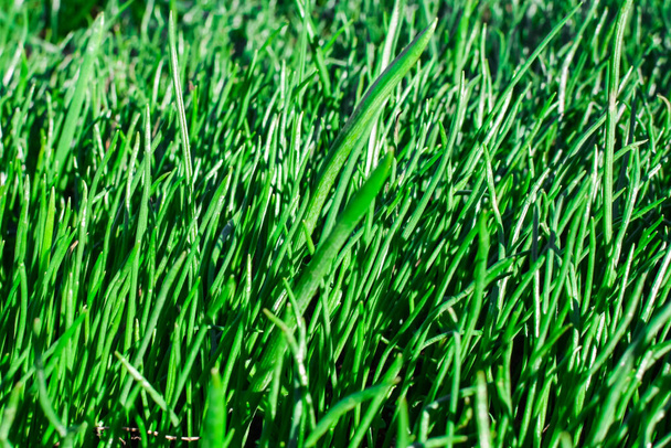 Detailní záběr čerstvé husté trávy. Zelené pozadí. Základ pro pohlednici. - Fotografie, Obrázek