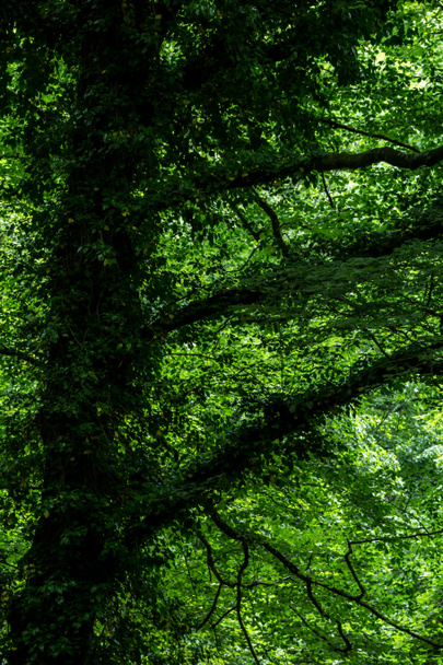 Umbra Δάσος είναι ένα φυσικό αποθεματικό μέρος του Εθνικού Πάρκου Gargano και της UNESCO Μνημείο Παγκόσμιας Κληρονομιάς, Απουλία, Ιταλία - Φωτογραφία, εικόνα