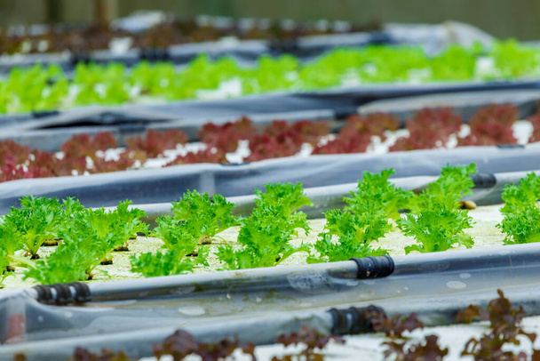 Hydroponik, Bio-Gemüse frisch geerntet, Bauernhände mit frischem Gemüse. - Foto, Bild