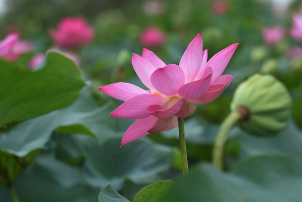 lotus flower blossom in thailand - Photo, Image