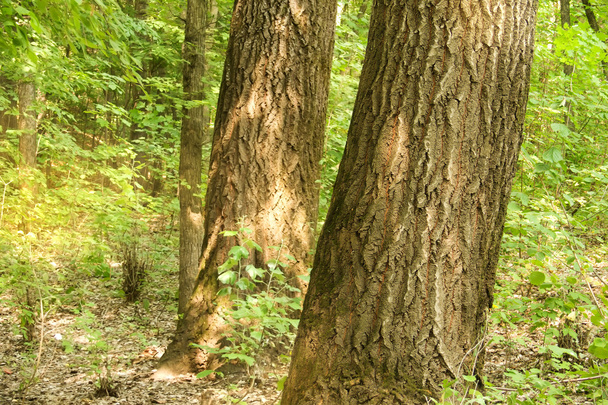 Tree oak deciduous - Fotó, kép