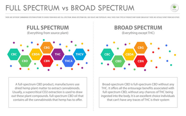 Full Spectrum vs. Broad Spectrum horizontal business infographic illustration about cannabis as herbal alternative medicine and chemical therapy, healthcare and medical science vector
. - Вектор,изображение