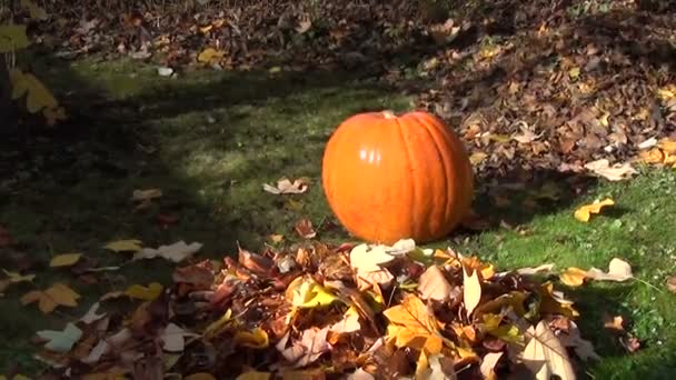 Dynia liść ogród jesienią - Materiał filmowy, wideo