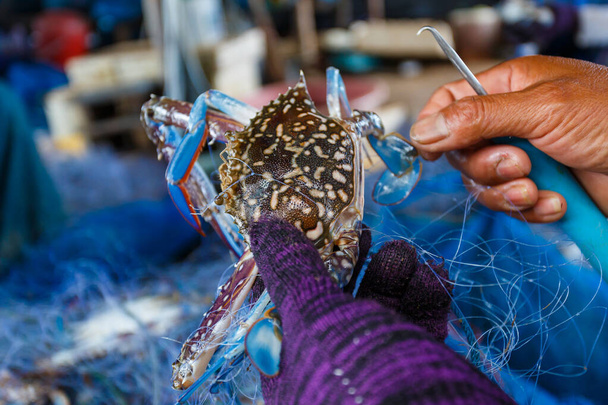 Caranguejos marinhos capturados em uma rede de pesca É uma ferramenta para capturar animais aquáticos, desfocagem, foco suave, foco seletivo
. - Foto, Imagem