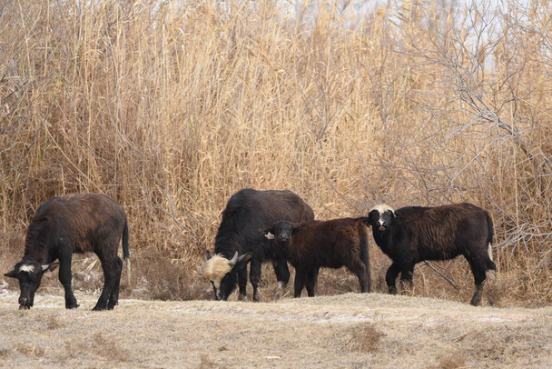 River buffalos. Species of wild ungulates reproduced in the Al Azrak reserve in Jordan. Drying marshes supplying Amman with drinking water. - Photo, Image