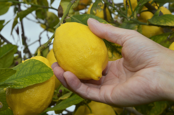 Recoger limón maduro
 - Foto, Imagen