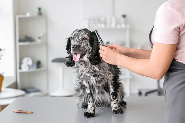Pflegerin kümmert sich im Salon um süßen Hund - Foto, Bild