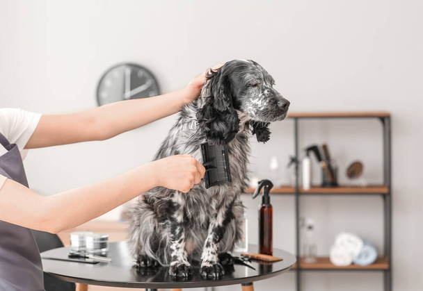 Naispuolinen sulhanen huolehtii söpö koira salonki
 - Valokuva, kuva
