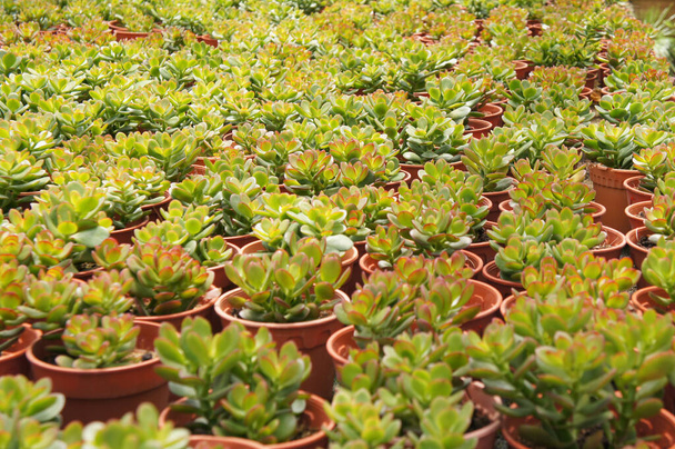 Crassula-Pflanzen, die in der Gärtnerei in Cameron Highland, Malaysia, gepflanzt wurden. In kleine Plastiktöpfe zum Verkauf an Kunden gepflanzt.  - Foto, Bild