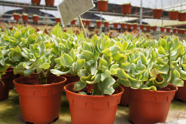 Plantas de Crassula plantadas dentro del vivero en Cameron Highland, Malasia. Plantado en pequeñas macetas de plástico para la venta a los clientes
.  - Foto, Imagen