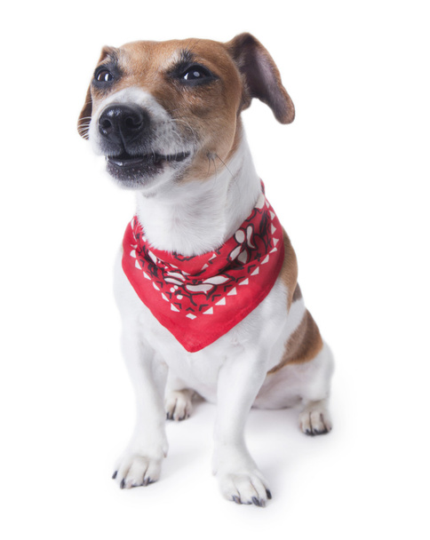 legrační psí tvář s bandana - Fotografie, Obrázek