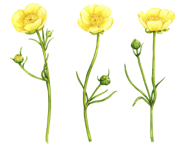 watercolor drawing meadow buttercup flowers - Foto, Imagen