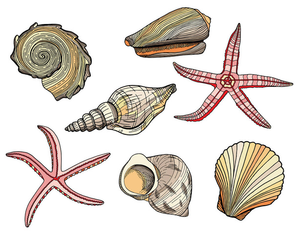 Set of colored seashells and starfishes. Hand drawn vector illustration of underwater shells and sea stars. Nautical beige and pink elements isolated on white background for cards, logo, decoration - Vector, Image