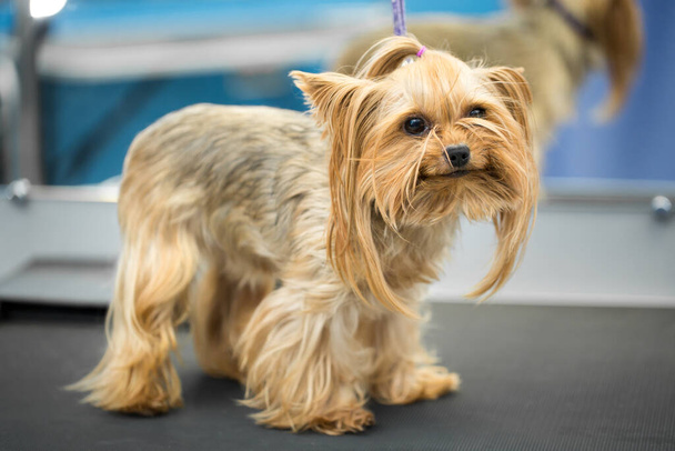 Cute little yorkshire terrier puppy on the table in grooming salon at vet clinic.Take care of dog in professional groomer studio.Funny small dog looks in the camera. - Zdjęcie, obraz