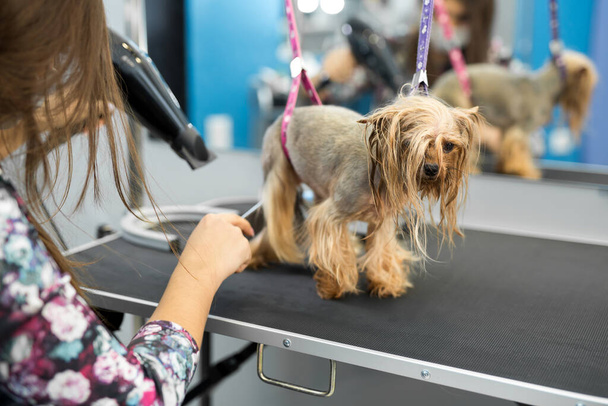 Veterinarian blow-dry a Yorkshire terrier hair in a veterinary clinic, close-up. - Foto, imagen