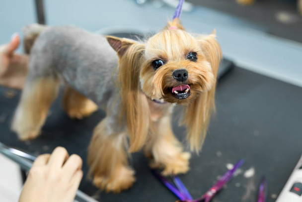 Female groomer haircut yorkshire terrier on the table for grooming in the beauty salon for dogs. Toned image. process of final shearing of a dogs hair with scissors. - Foto, immagini