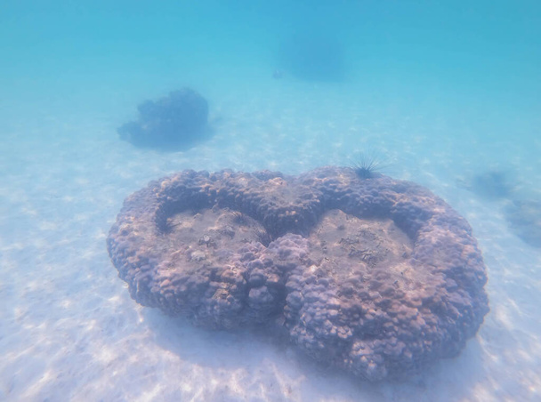 Tengeri sün a színes korallok a tenger alatt Thaiföldön. - Fotó, kép