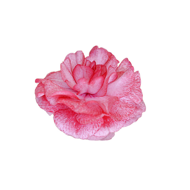 Beautiful pink flower isolated on a white background - Photo, Image