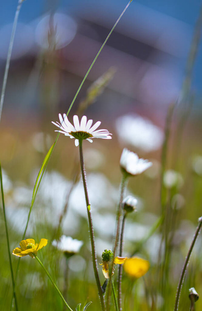 Retrato artístico de margarida (leucântemo) e flores de ranúnculo acris em prado alpino com fundo de bokeh desfocado; conceito de biodiversidade de proteção ambiental livre de pesticidas
; - Foto, Imagem