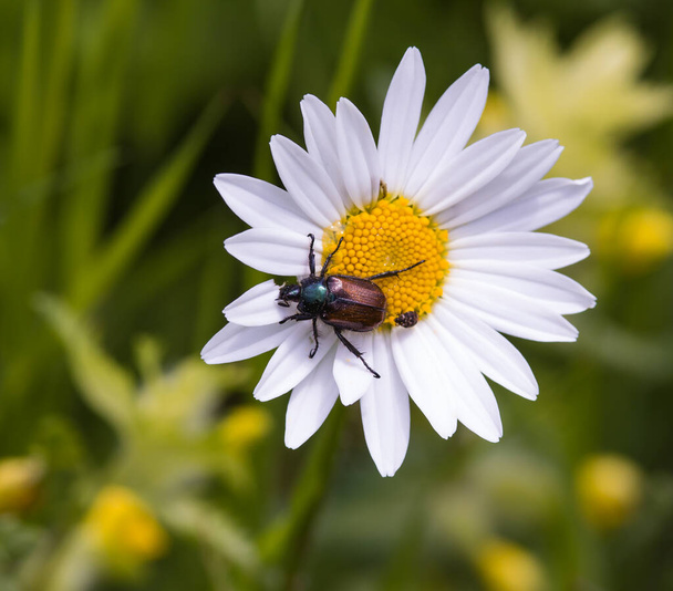 macro of a garden chafer beetle eating a petal of a daisy blossom on mountain meadow with blurred bokeh background - Photo, Image