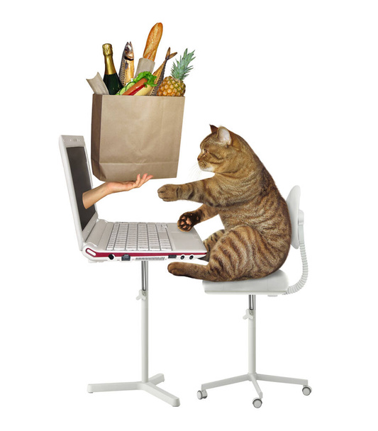 The beige cat makes a food order on the internet from his computer. A hand gives him a paper box of groceries from laptop screen. White background. Isolated. - Фото, изображение