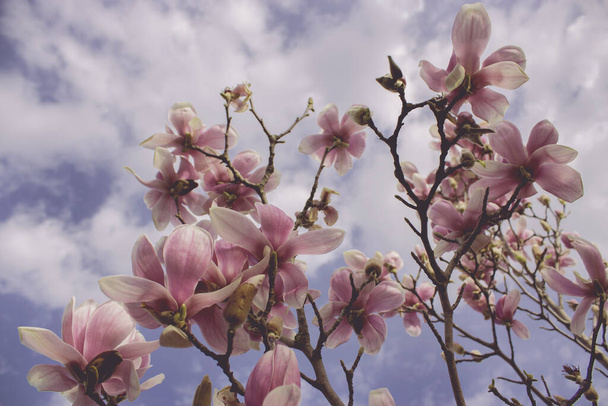 Magnolia en fleurs au printemps - Photo, image